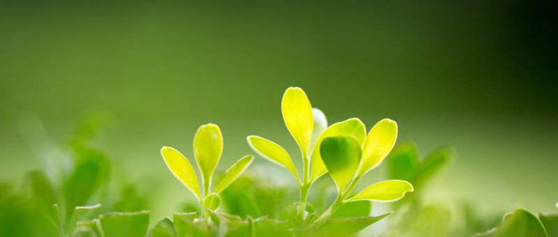 什么是環(huán)境影響評價(jià)？